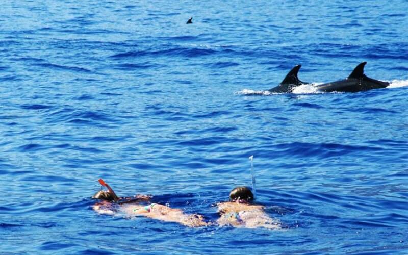 Swimming with dolphins - Visiting Madeira in April - An Easter Break